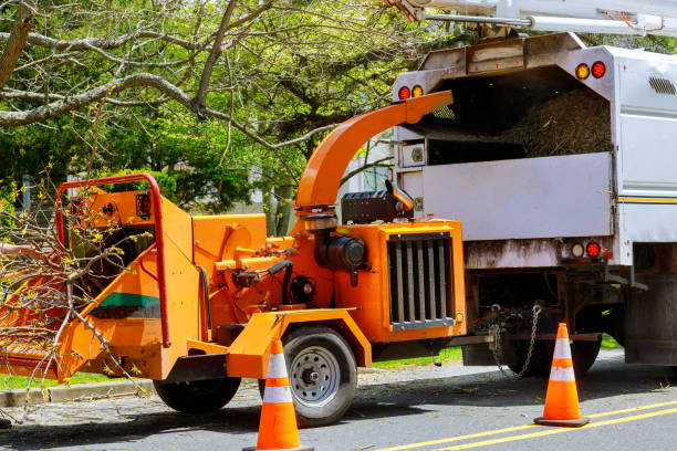 Reliable Picture Rocks, AZ Tree Removal Solutions