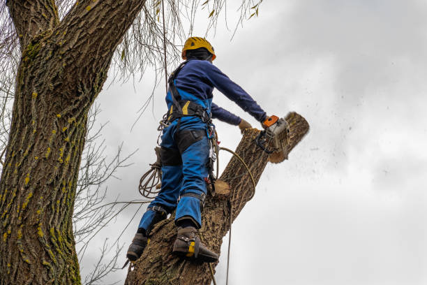 Best Tree Preservation Services  in Picture Rocks, AZ